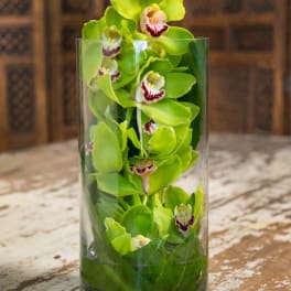 Green orchids arranged in a clear glass cylinder vase