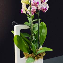 Potted yellow and white speckled orchids with green leaves in a modern white ceramic rectangular vase