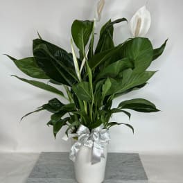 White peace lilies in a white vase with a silver ribbon