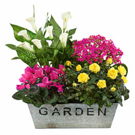 Blooming garden planter