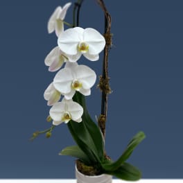 Single Stem White Orchid Planter