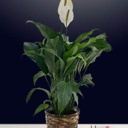 Potted peace lily with white blooms in a woven basket planter