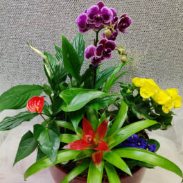 Mixed potted arrangement with purple orchids and bright red and yellow blooms