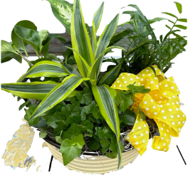 Potted green plant arrangement with a yellow polka-dot bow