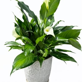 Peace lily plant
