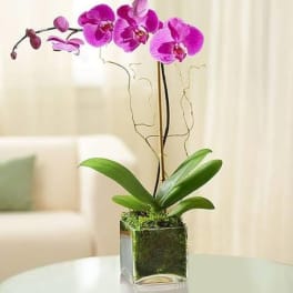 Pink orchid plant in a square glass vase