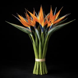 Birds of Paradise (STEMS ONLY - NO VASE)