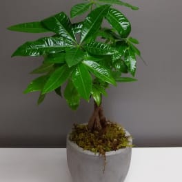 Potted money tree plant in a gray container