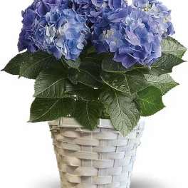 Hydrangea Plant- Blue