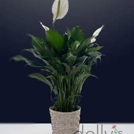 Potted peace lily in a woven basket planter