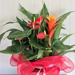 Tropical flower arrangement in a red wrapped pot with orange and red blooms