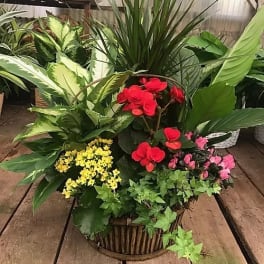 Basket arrangement with red, pink, and yellow flowers among assorted green plants