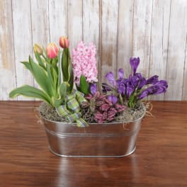 Oval metal planter with pink tulips, pink hyacinth, and purple flowers accented by a plaid ribbon.