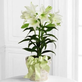 Potted white lily plant in a white basket-style container with a light green ribbon bow.
