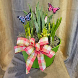 Green pot of spring bulb plants with a plaid bow and two decorative butterflies.