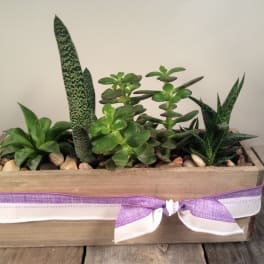 Rectangular planter with assorted succulents and a purple ribbon bow