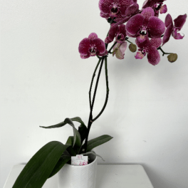 Single Orchid in Ceramic pot