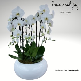 White phalaenopsis orchids in a round white pot