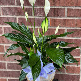 Potted peace lily in a woven basket with a lavender ribbon