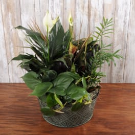 Mixed potted houseplants with white blooms in a round patterned container
