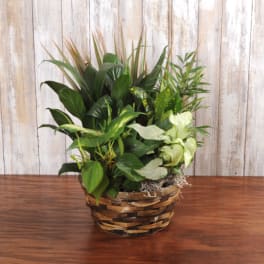 Assorted green houseplants arranged in a woven basket planter