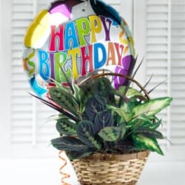 Potted plant in a woven basket with a birthday balloon