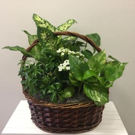 Basket of assorted green houseplants with small white flowers