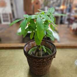 Small potted green houseplant in a woven basket-style container on a table