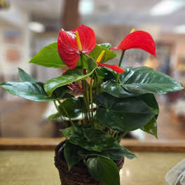 Potted anthurium plant with red blooms and glossy dark green leaves in a woven basket container