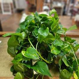 Trailing green pothos houseplant with variegated leaves spread across a tabletop.
