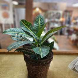 Leafy houseplant with glossy green leaves in a woven pot on a tabletop.