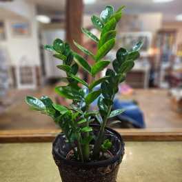 Potted houseplant with upright glossy green leaves in a woven brown container on a counter