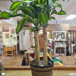 Potted dracaena plant with striped green leaves in a woven basket