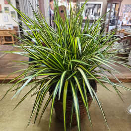 Potted variegated dracaena plant in a woven basket