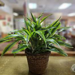 Potted green houseplant in a woven basket planter