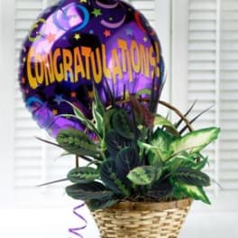Basket with a purple congratulations balloon and a potted plant