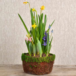 Potted arrangement of yellow, blue, and pink spring flowers