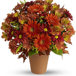 Orange and red daisy bouquet in a terracotta pot