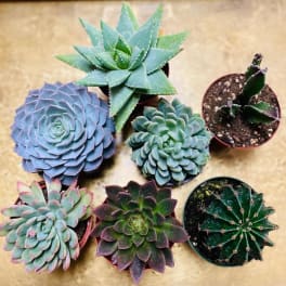 Assorted potted succulents arranged on a tan surface.
