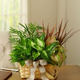 Basket of assorted green houseplants with a ribbon bow