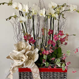 Tall orchid arrangement with white and pink blooms in a woven basket
