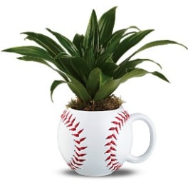 Potted green plant in a white baseball-shaped mug