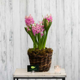 Potted pink hyacinth-style flowers with green leaves in a wicker basket on a small table.