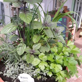 Potted herb planter with mixed green herbs in a terracotta container