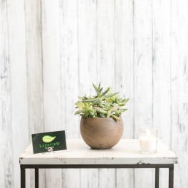 Small succulent arrangement in a round ceramic pot on a table