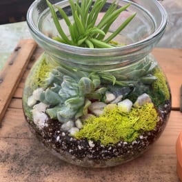 Glass bowl terrarium with succulents, pebbles, and bright green moss