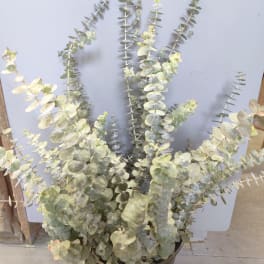 Potted eucalyptus plant with tall silvery-green stems