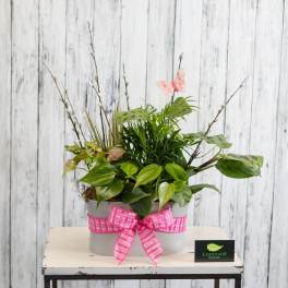 Potted green plant arrangement with a pink ribbon and butterfly pick