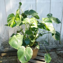 Potted monstera plant with large split green leaves