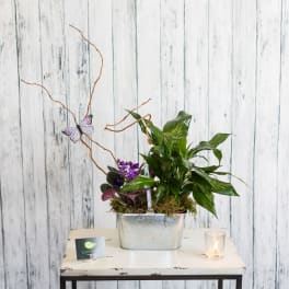 Potted plant arrangement in a metal bucket with a butterfly pick